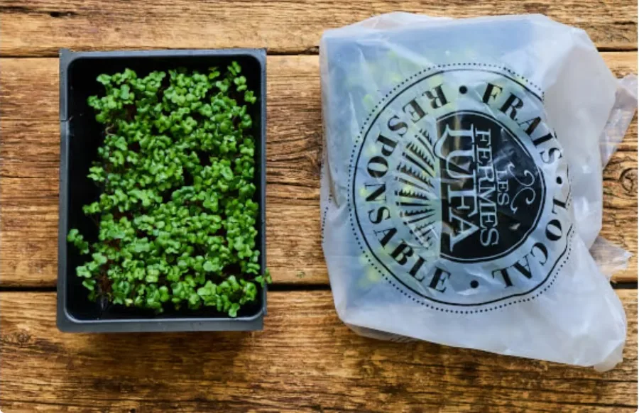 Broccoli microgreens